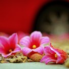 Flores en la acera/Flower on the sidewalk