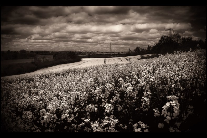 Rape Field