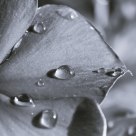 Drops on the petals