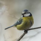 Blue Tit (Parus caeruleus)
