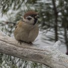 Eurasian Tree Sparrow (Passer montanus)