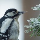 Great Spotted  Woodpecker(Dendrocopos major)