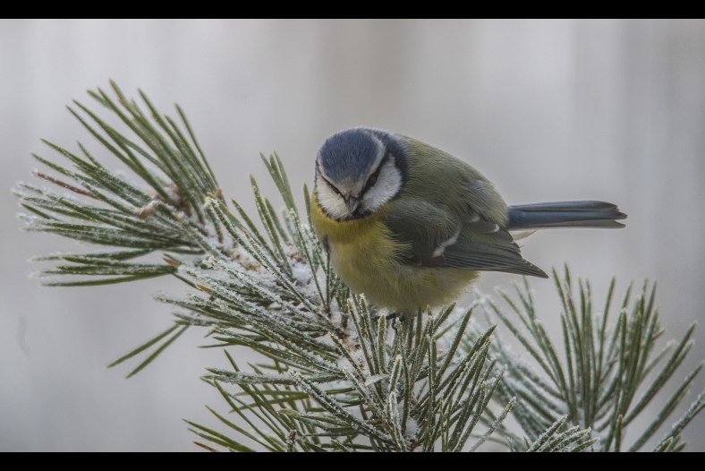 Blue Tit (Parus caeruleus)