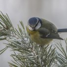 Blue Tit (Parus caeruleus)