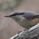 Eurasian Nuthatch(Sitta Europaea)