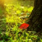 Autumn sunshine 