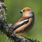 Coccothraustes coccothraustes