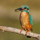 Alcedo atthis