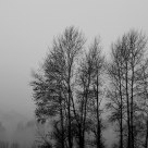 Winter trees