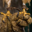 Falconiere / Falconer