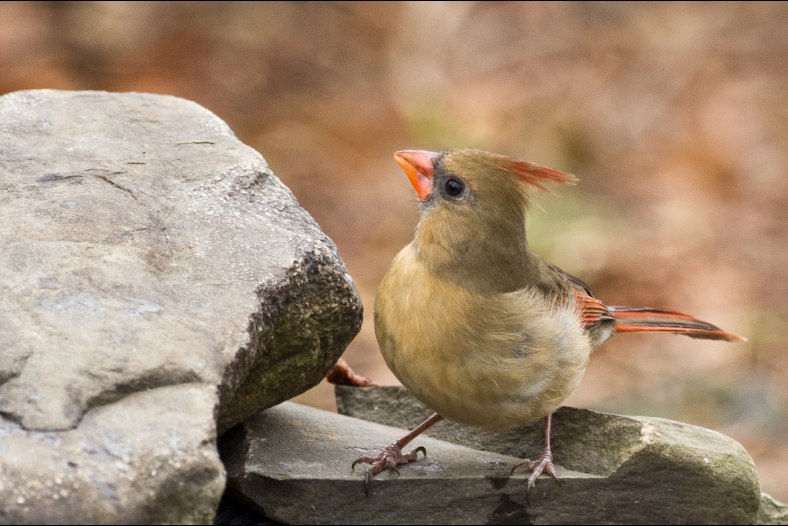 Northern Cardinal