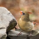 Northern Cardinal