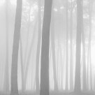 Trees, Morning Fog, Presidio, San Francisco, CA c.1984