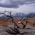 Burned Tree