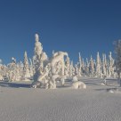 Snow-covered trees on Fjeld Ruuhitunturi