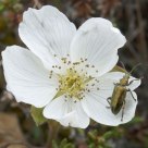 A bug in a cloudberry flower