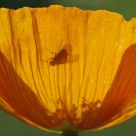 A fly in poppy flower
