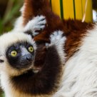 Lemur