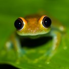 Frog portrait