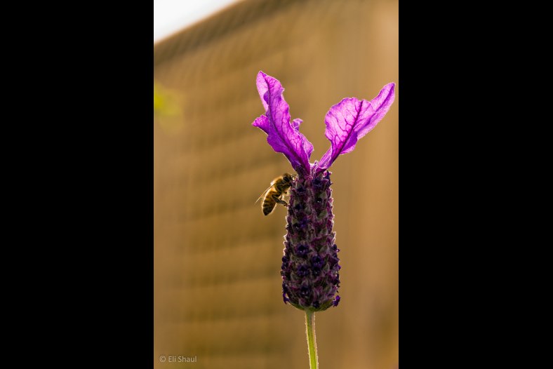 Afternoon Bee