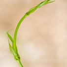Elegancia