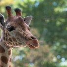 YOUNG GIRAFFE