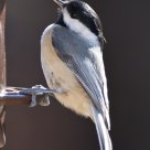 Chickadee at feeder