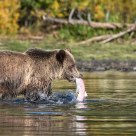 Interior Grizzly Bear with Spawned out Sockeye Salmon