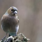 chaffinch