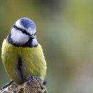 blue tit