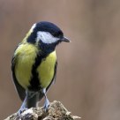 great tit