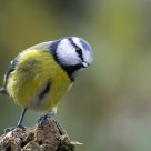 blue tit peering