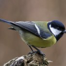 great tit