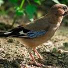 Garrulus glandarius / not easy to get him