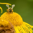 Yellow flowers & yellow bee - that´s fashion