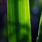 Shadow on the leaf