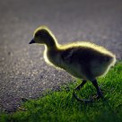 Baby Goose