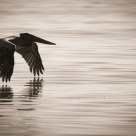 Pelican
