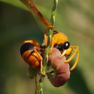 Orange Potter Wasp