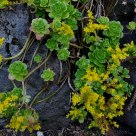 green flower