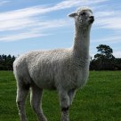 alpaca