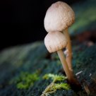 mushrooms