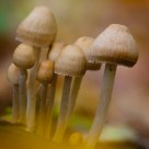 mushroom Family