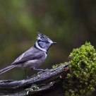 European Crested Tit