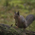 Red squirrel