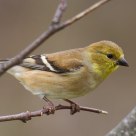 American Goldfinch