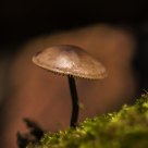 Mushroom