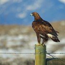 Golden Eagle