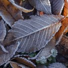 Frosted leaves