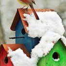Bird on a 